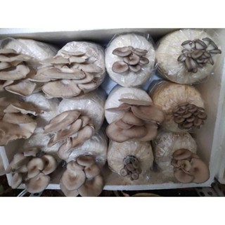 10 Phôi Nấm Bào Ngư Xám hữu cơ (7-10 ngày ra nấm)