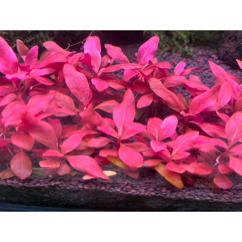 HỒNG ĐAN MẠCH (Alternanthera Reineckii Denmark Rose) - Full lá nước