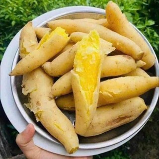 Khoai lang sữa Thái từ vườn Dran
