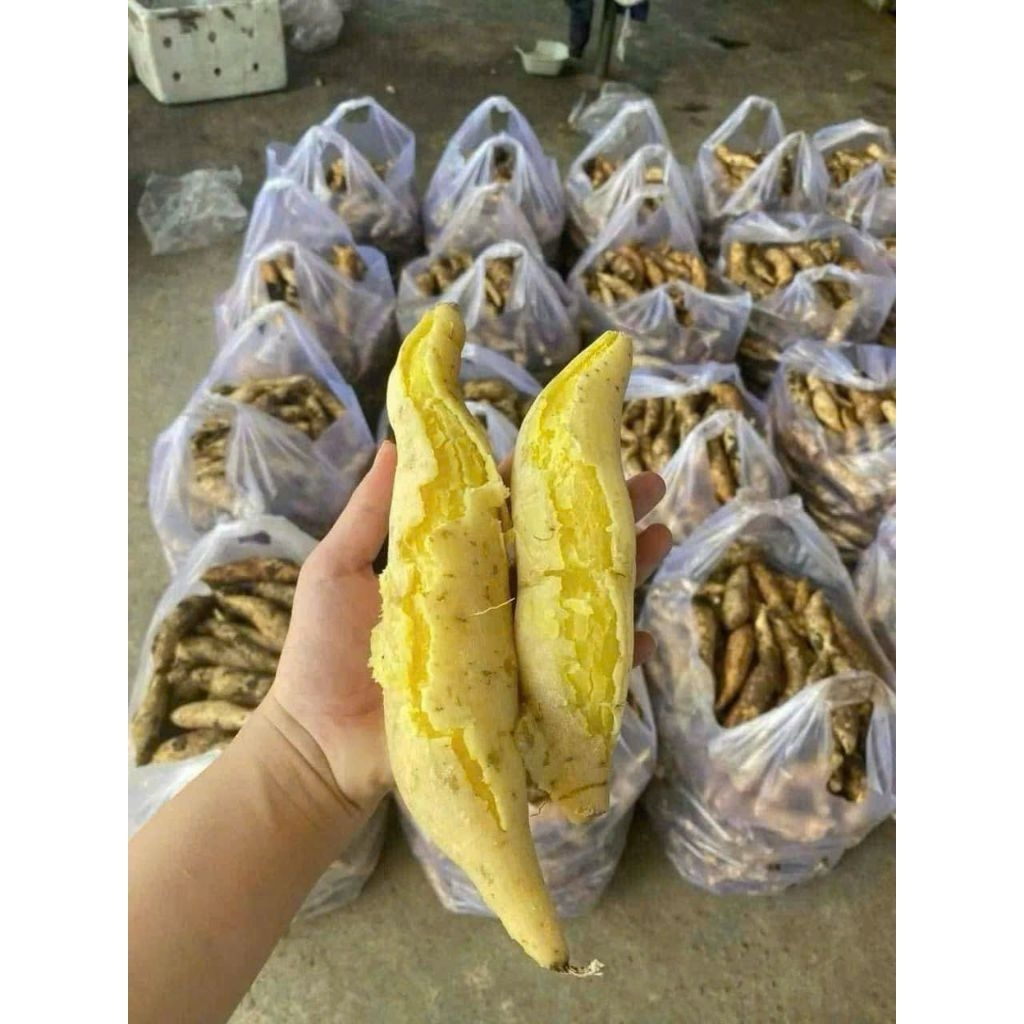 Khoai lang sữa Thái từ vườn Dran