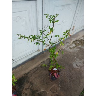 Chậu cây lựu An Do nhánh chiết chuan giong