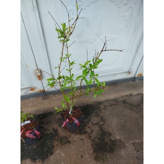 Chậu cây lựu An Do nhánh chiết chuan giong