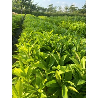 Cây giống Sala - Ngọc Kỳ Lân (mua 10 tặng 1)