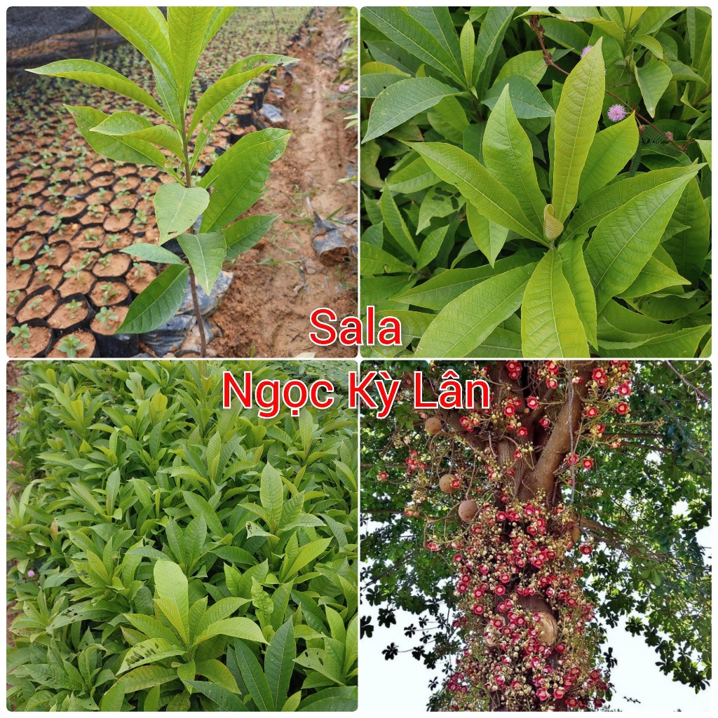 Cây giống Sala - Ngọc Kỳ Lân (mua 10 tặng 1)