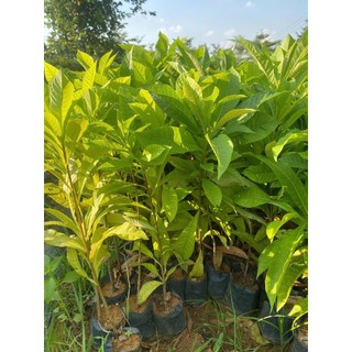 Cây giống Sala - Ngọc Kỳ Lân (mua 10 tặng 1)