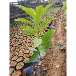 Cây giống Sala - Ngọc Kỳ Lân (mua 10 tặng 1)