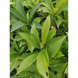 Cây giống Sala - Ngọc Kỳ Lân (mua 10 tặng 1)