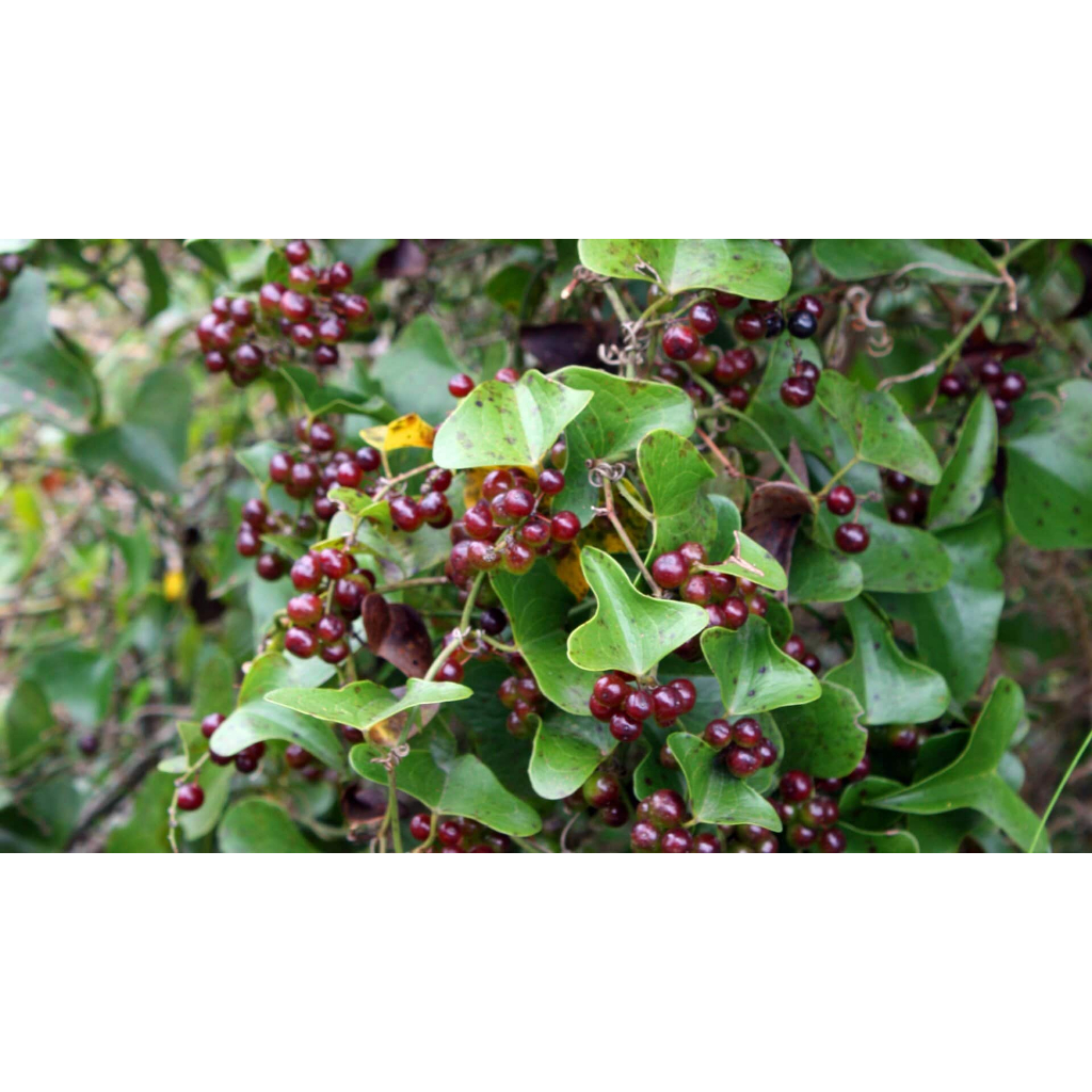 HƯƠNG XÁ XỊ- HƯƠNG LIỆU XÁ XỊ DÙNG TRONG THỰC PHẨM