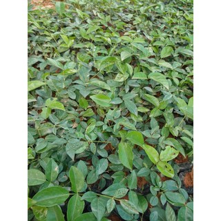 Cây giống cát sâm ( combo mua 10 tặng 1)