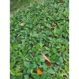 Cây giống cát sâm ( combo mua 10 tặng 1)