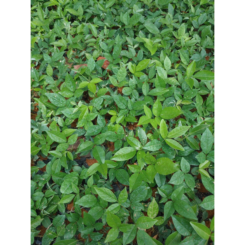 Cây giống cát sâm ( combo mua 10 tặng 1)