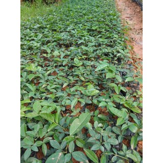 Cây giống cát sâm ( combo mua 10 tặng 1)