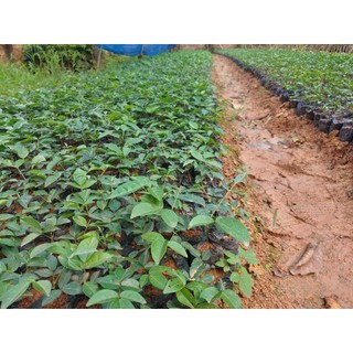 Cây giống cát sâm ( combo mua 10 tặng 1)