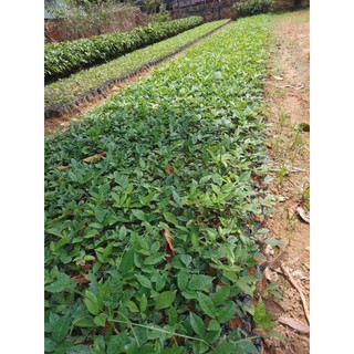 Cây giống cát sâm ( combo mua 10 tặng 1)