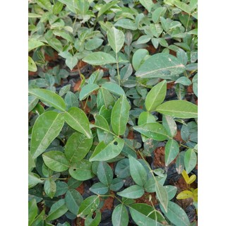 Cây giống cát sâm ( combo mua 10 tặng 1)