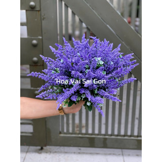 [ Hoa Thạch Thảo] Bụi chồn thạch thảo