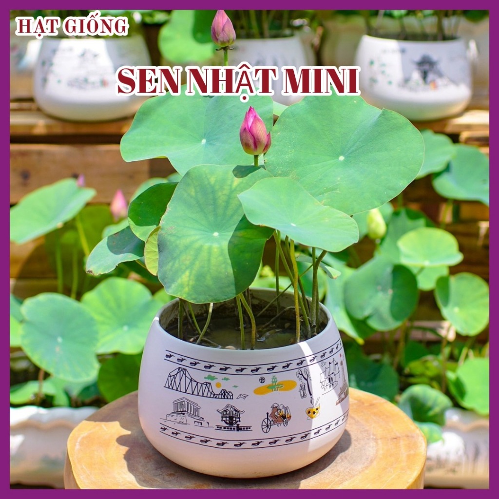 Hạt Giống Sen Mini Nhật - gói 5 hạt