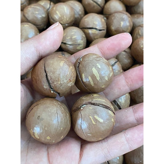 500g mắc ca sấy nứt size đại nhà vườn Đắk Lắk