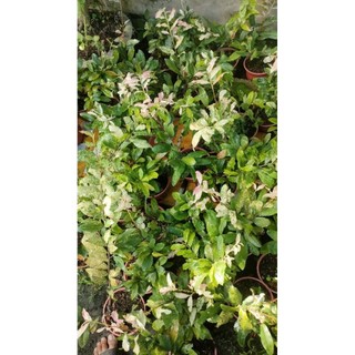 Chậu cây mai trắng ( 15-45cm )