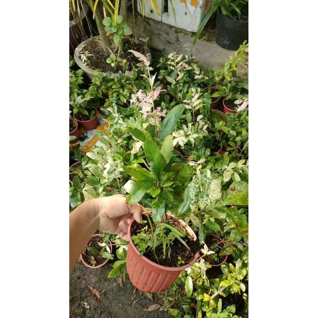 Chậu cây mai trắng ( 15-45cm )