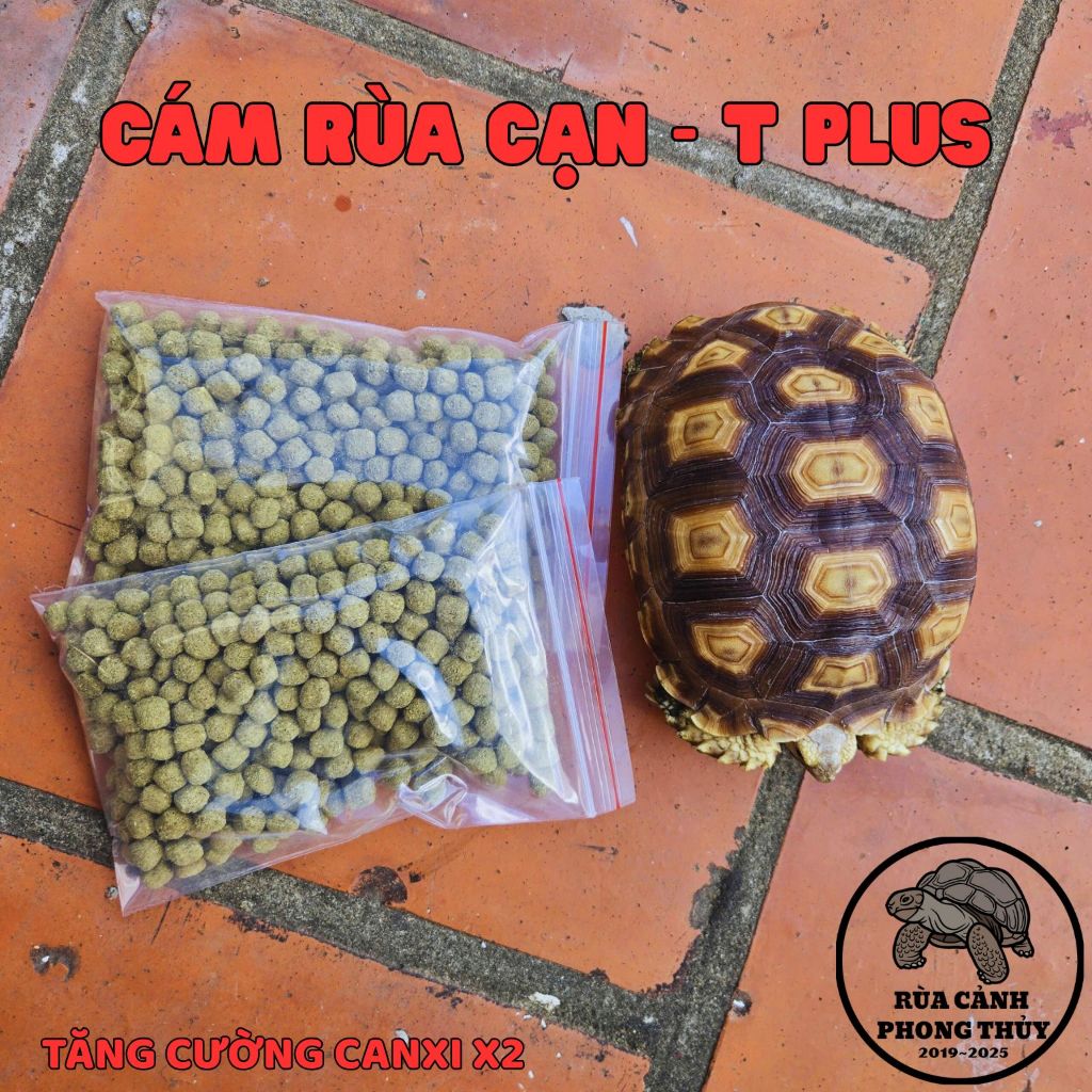 CÁM CHO RÙA CẠN, CÁM RÙA SULCATA, CÁM RÙA CẠN CHÂU PHI