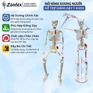 Mô Hình Xương Người 85cm, Mô Hình Xương Người ZONTEX Phục Vụ Trưng Bày Giảng Dạy Và Y Tế