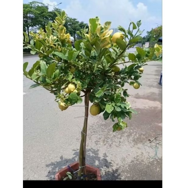 cây chanh mỹ vàng lá var