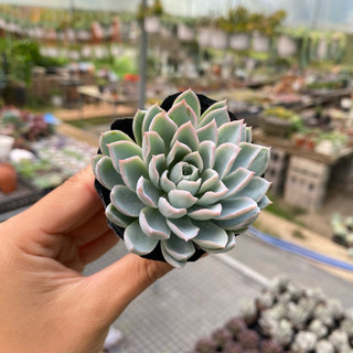 Sen Đá Violet Queen Size Bầu 5cm  cây cảnh trang trí SENDABL