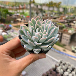 Sen Đá Violet Queen Size Bầu 5cm  cây cảnh trang trí SENDABL