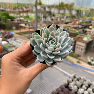 Sen Đá Violet Queen Size Bầu 5cm  cây cảnh trang trí SENDABL