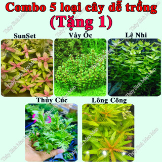  Tặng 1  Combo 5 Loại Cây Thủy Sinh cắt cắm dễ trồng 