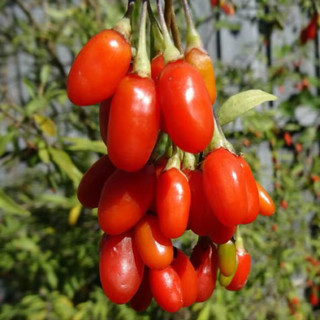 Kỷ Tử Đỏ Cao Cấp ( 1kg ) , Thảo dược Đặc sản rừng ĐSR