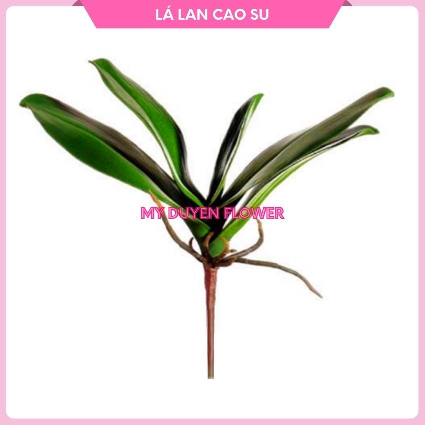 LÁ LAN CAO SU