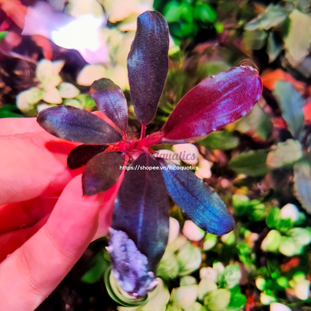 Cây Bucep Black Angel lá nước - Màu đẹp - Dễ chăm - Cây Thủy Sinh hàng sưu tầm  - H2 Aquatics