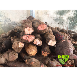 ( 1kg )Hà Thủ Ô Đỏ Khô Đã Sơ Chế Đỗ đen, Thảo dược Đặc sản rừng ĐSR