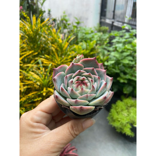 Sen bánh bao lửa size bầu