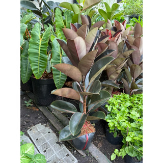 Cây đa búp đỏ 1 nhánh cao 60-70cm