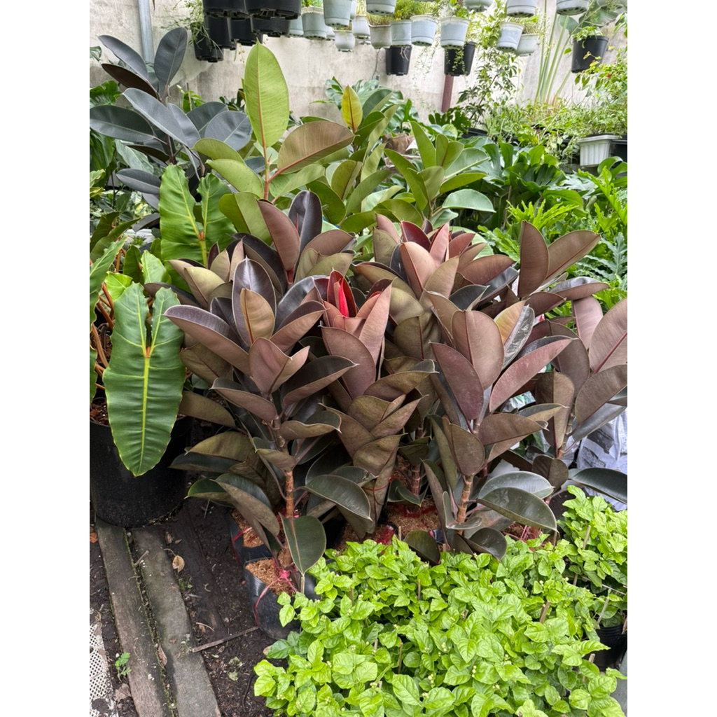Cây đa búp đỏ 1 nhánh cao 60-70cm