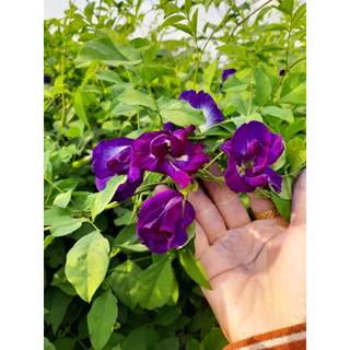 Hoa Đậu Biếc Sấy Khô Tự Nhiên Thượng Hạng Tốt Cho Sức Khỏe Pha Trà Đẹp Da, Làm Màu Thực Phẩm