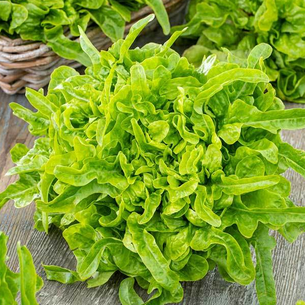 [Rẻ nhất] 1000 HẠT GIỐNG XÀ LÁCH OAK LEAF XANHnhất] 1000 HẠT GIỐNG XÀ LÁCH OAK LEAF XANH_ NẢY 99%