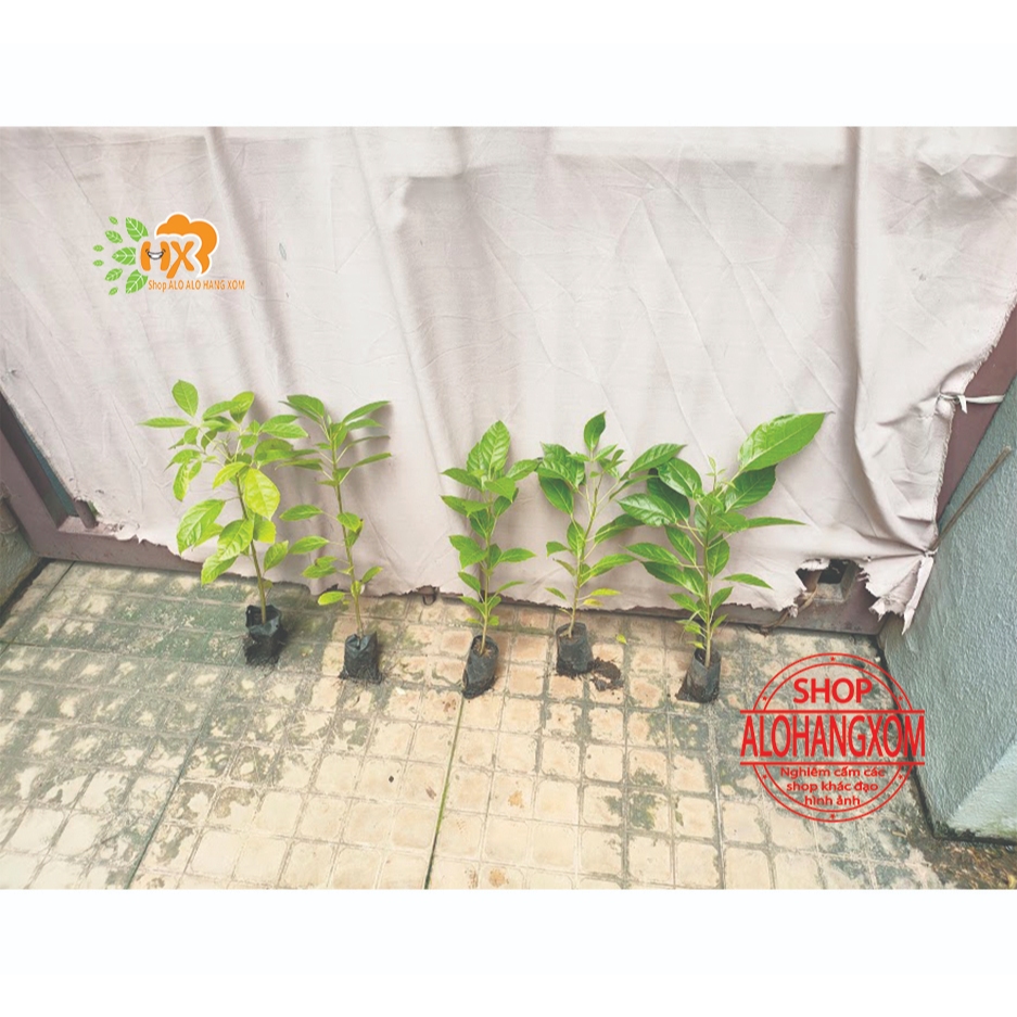combo 5 cây giống kèn hồng ( cây giống )