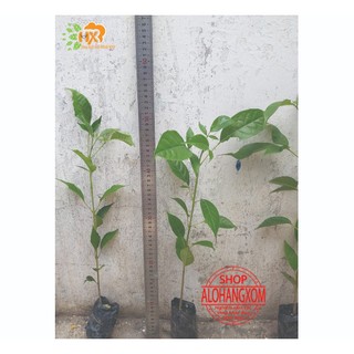 combo 5 cây giống kèn hồng ( cây giống )