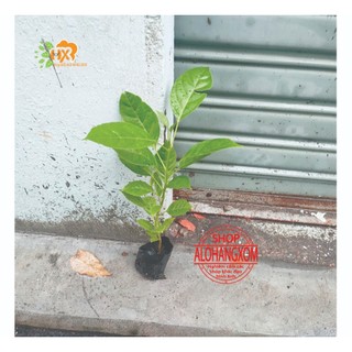 combo 5 cây giống kèn hồng ( cây giống )