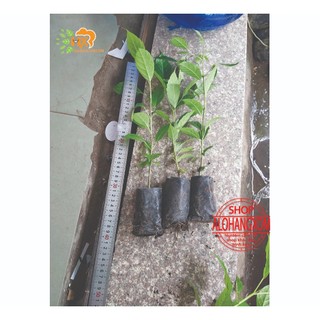 combo 5 cây kèn hồng cây giống cao từ 20-35 cm