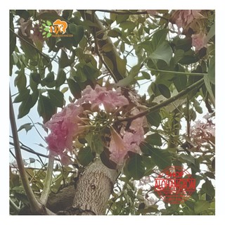 combo 5 cây kèn hồng cây giống cao từ 20-35 cm