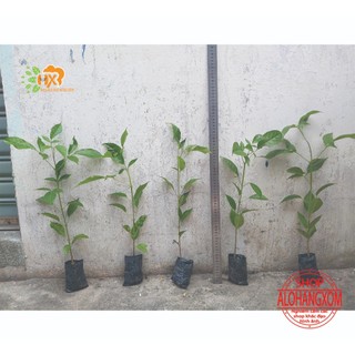 combo 5 cây giống kèn hồng ( cây giống )