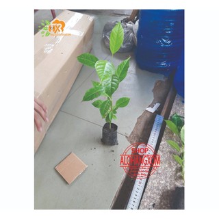 combo 5 cây kèn hồng cây giống cao từ 20-35 cm