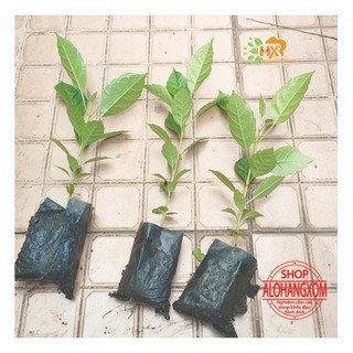 combo 5 cây giống kèn hồng ( cây giống )