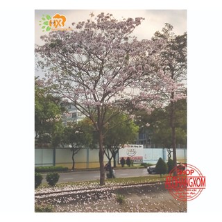 combo 5 cây giống kèn hồng ( cây giống )