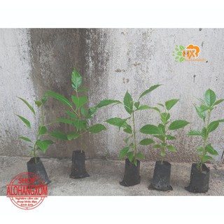 combo 5 cây giống kèn hồng ( cây giống )